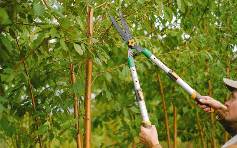 Tree trimming in Greene, IA